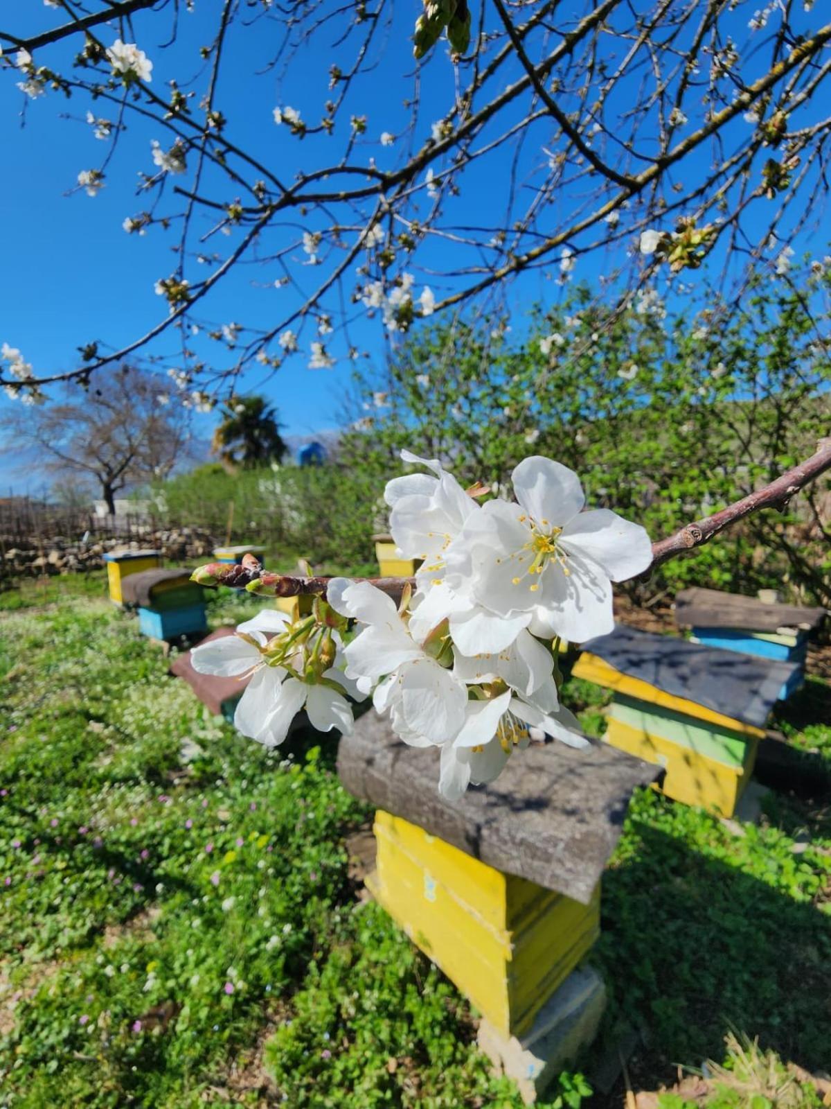 Villa Shuaipaj Gjirokastër Exteriér fotografie
